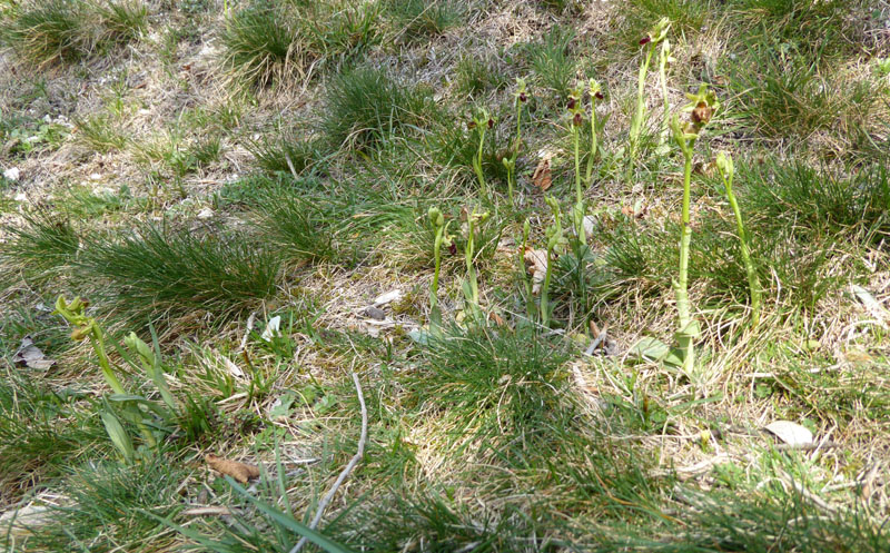 Ophrys sphegodes subsp. sphegodes